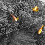 Clown-fish-15.jpg