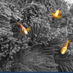 Clown-fish-15_thumb.jpg