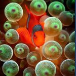 Clown-fish-16.jpg