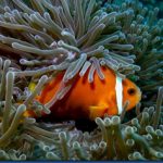 Clown-fish-2.jpg