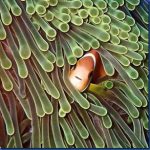 Clown-fish-20.jpg