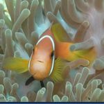 Clown-fish-21.jpg