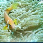 Clown-fish-22.jpg