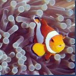 Clown-fish-23.jpg