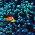 Clown-fish-24.jpg