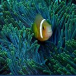 Clown-fish-25.jpg