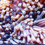 Clown-fish-26.jpg