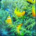 Clown-fish-27.jpg