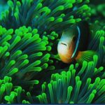 Clown-fish-3.jpg