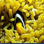 Clown-fish-4.jpg