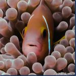 Clown-fish-5.jpg