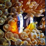 Clown-fish-6.jpg