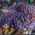 Clown-fish-7.jpg