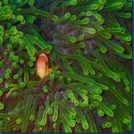 Clown-fish-8.jpg