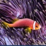 Clown-fish-9.jpg