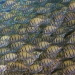 Fish-Convict-Surgeonfish.jpg