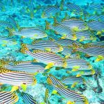 Fish-Oriental-Sweetlips.jpg