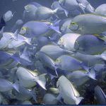 Fish-Yellow-Fin-Surgeonfish.jpg