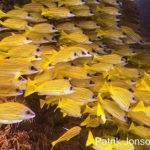 Fish-Yellow-Striped-Snappers.jpg