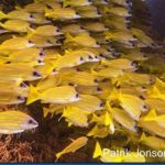 Fish-Yellow-Striped-Snappers_thumb.jpg