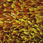 Fish-Yellow-Sweepers.jpg