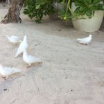 Malahini Kuda Bandos – white doves