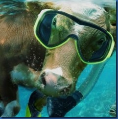 Cow snorkel