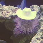 Havent-Seen-Yet-sea-urchin-hats.jpg