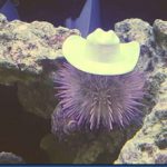 Havent-Seen-Yet-sea-urchin-hats_thumb.jpg