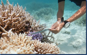 Coco Palm Dhuni Kolhu - coral garden