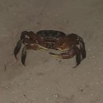 Soneva-Jani-wild-mud-crab.jpg