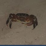 Soneva-Jani-wild-mud-crab_thumb.jpg