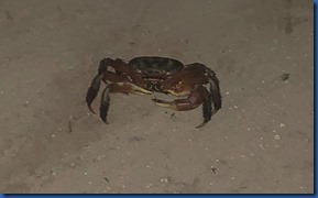 Soneva Jani - wild mud crab