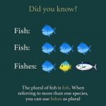 fish-anf-fishes.jpg