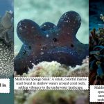 8-unique-animals-only-found-in-the-Maldives