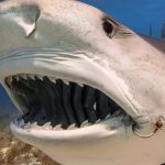 Shark-teeth.jpg