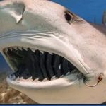 Shark-teeth_thumb.jpg