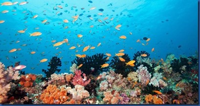 Diving reef Maldives