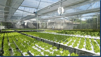 Le Meridien - hydroponic garden 3