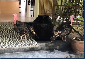Olhuveli - turkeys
