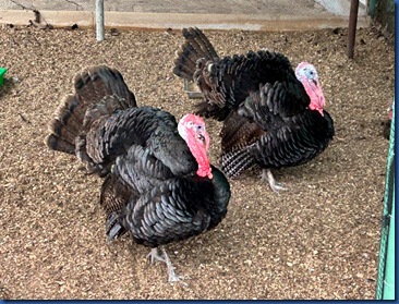 Siyam World - turkeys 2