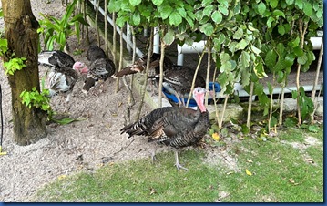 Siyam World - turkeys