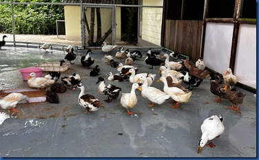 Olhuveli - ducks 2
