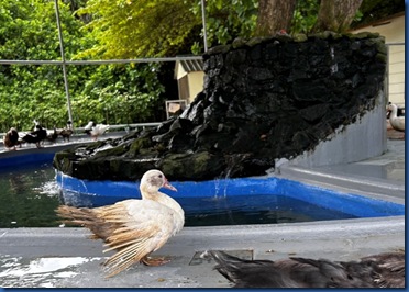 Siyam World - ducks 2