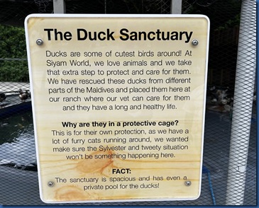 Siyam World - ducks 3