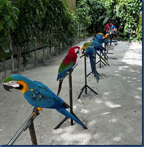 Siyam World - macaws 1