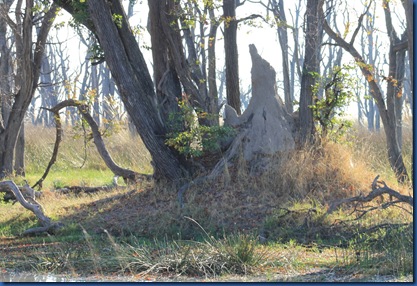 Okavango Delta 4