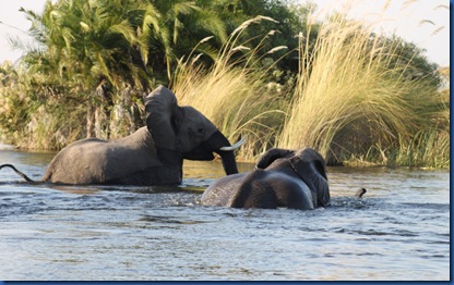 Okavango Delta elephants
