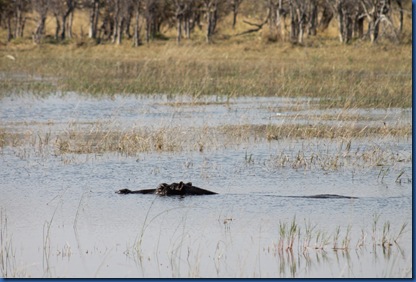 Okavango Delta hippo