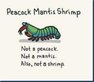 Peacock Mantis Shrimp